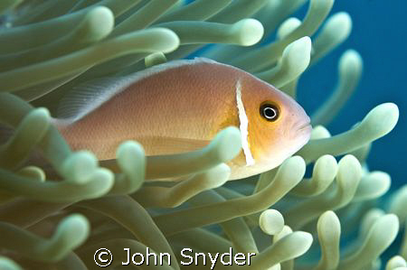 Clown Fish - Chuuk by John Snyder 