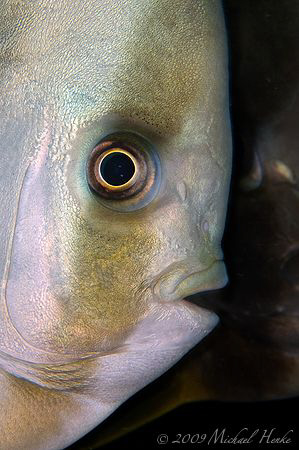 shadow - Tiera batfish (Platax teira) by Michael Henke 