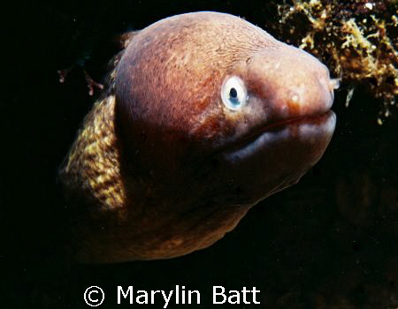 Small Morey Eel 
Nikonos V with 1:2 macro framer by Marylin Batt 