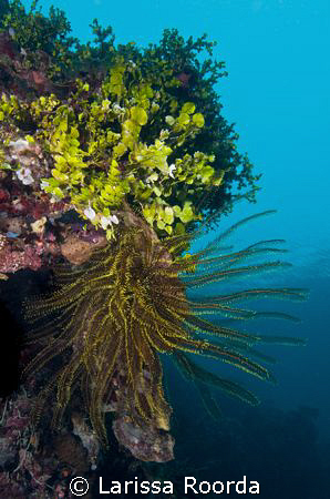 Crinoid by Larissa Roorda 