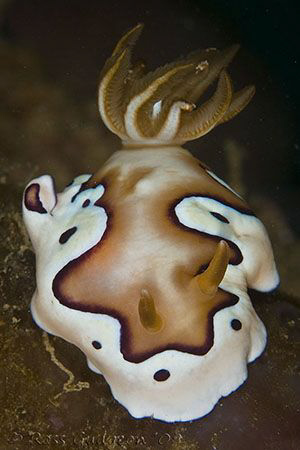 Chromodoris coi.  Ningaloo Reef, Western Australia.  Cano... by Ross Gudgeon 