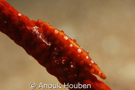 Spindle cowrie. Picture taken on the second reef off Nego... by Anouk Houben 