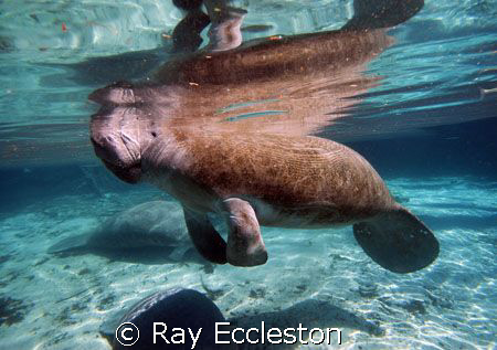 Manatee at Crystal River, camera Nikon D-200 by Ray Eccleston 
