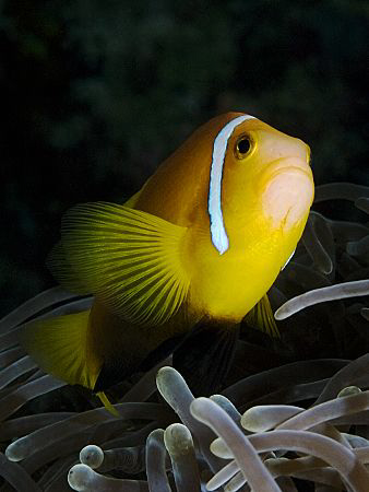"Anemonafish" by Henry Jager 
