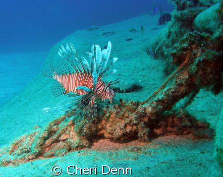 This picture was taken on the Nekton Pilot divesite known... by Cheri Denn 