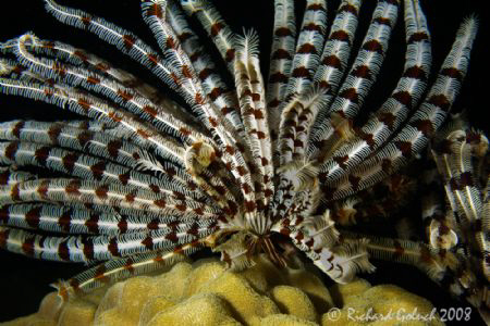 Crinoid-Chuuk Lagoon by Richard Goluch 