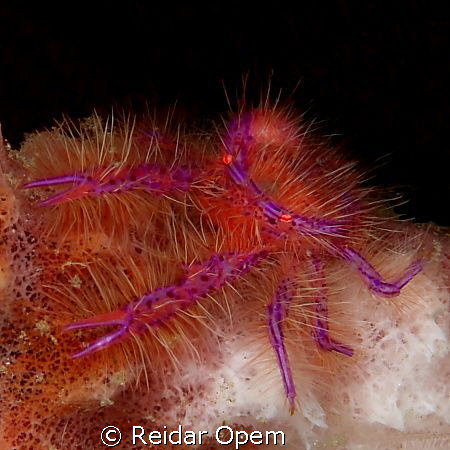 Pretty in pink.....
(Lauriea siagiani baba) by Reidar Opem 