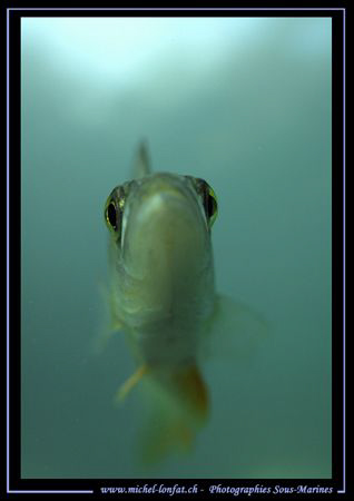 A Perch from under... :O) Curious... Que du Bonheur... by Michel Lonfat 