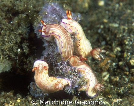 Family
Nikon D200,60 micro,twin strobo
Lembeh strait
 by Marchione Giacomo 