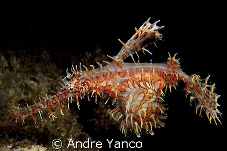 I have met this beauty on a sunset dive off the jetty of ... by Andre Yanco 