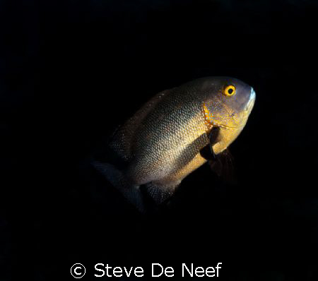 midnight snapper on apo island by Steve De Neef 