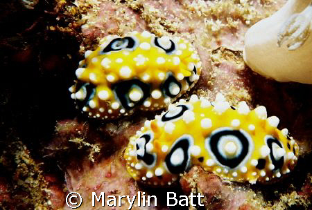 Bullseye nudi's Atlantis Resort 
Nikonos V 1:2 Macro framer by Marylin Batt 