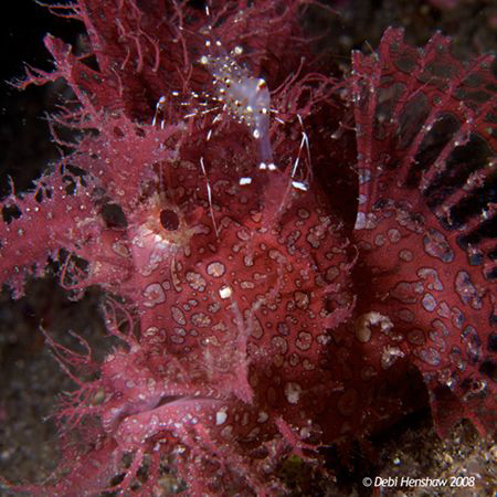"At The Barbers"  caught this gorgeous Lacy Scorpion fish... by Debi Henshaw 