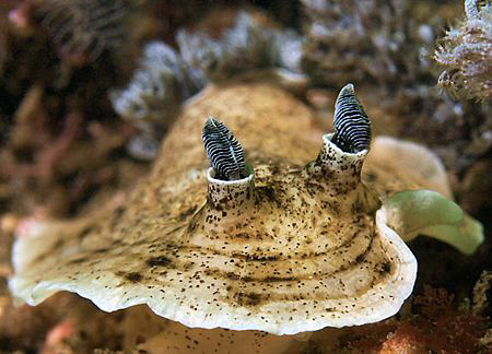 Aphelodoris varia, Bare Island by Doug Anderson 