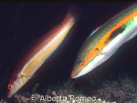MALE AND FEMALE OF MEDITERRANEAN WRASSE Coris julius.
Ni... by Alberto Romeo 