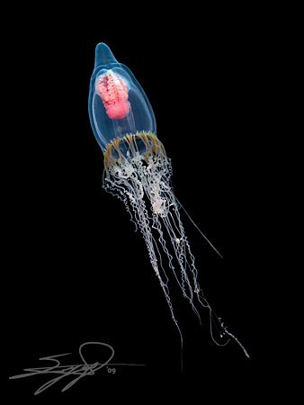 Alien Nation by Nicholas Samaras 
