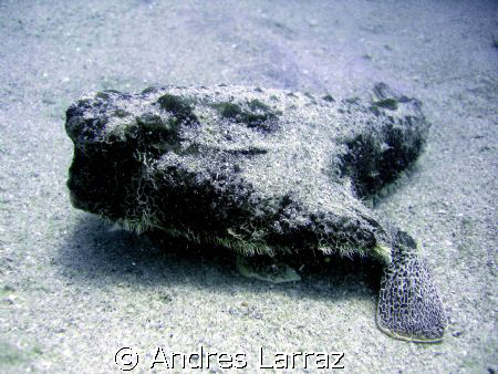 RED LIPS BATFISH by Andres Larraz 