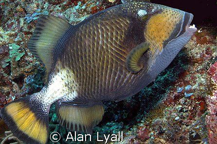 Titan triggerfish by Alan Lyall 