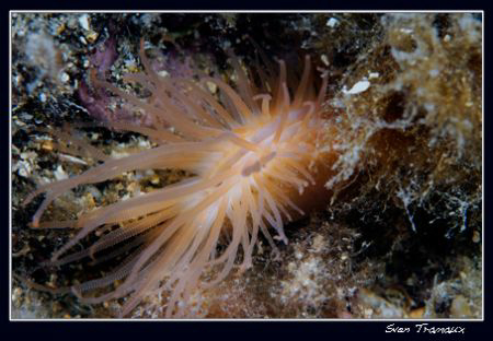 Flame shell,  when disturbed they can swim using jets of ... by Sven Tramaux 