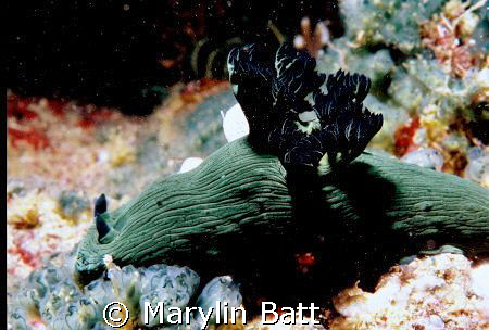 Nembrotha milleri, Atlantis Resort
Nikonos V 1:2 macro f... by Marylin Batt 