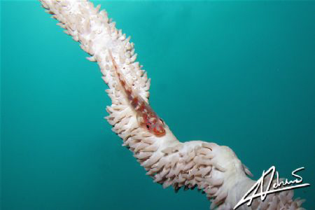Whipcoral gobi by Adriano Trapani 