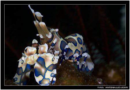 I love those creature and I hope you like them too.......... by Yves Antoniazzo 