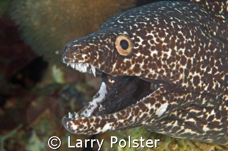 Say ahhh, D300, 105 by Larry Polster 