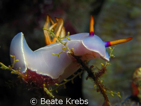 Nudi-beauty , taken at Wakatobi with Canon S70 and CloseU... by Beate Krebs 