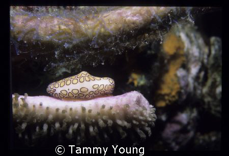Flamingo Beauty 
Nikonos V by Tammy Young 