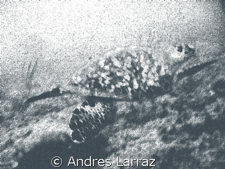 CHARCOAL TURTLE by Andres Larraz 