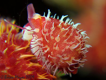 I discovered this gorgeous little 12mm Egg Shell False Co... by Brian Mayes 