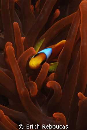 Nemos, who doesn't love them?!
 : ) by Erich Reboucas 
