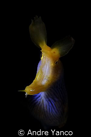 This blue ribbon eel was sticking out of hole which made ... by Andre Yanco 