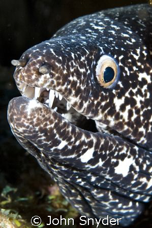 Eel - Nikon D70 60MM Macro by John Snyder 