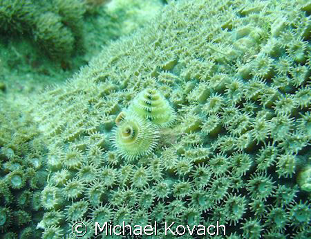 Christmas Tree worms on coral on the Inside Reef at Laude... by Michael Kovach 