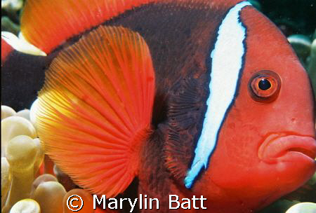 Beautiful tomatoe Clown Posed so well.
Atlantis Resort. ... by Marylin Batt 