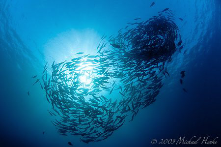 Bigeye Jacks (Caranx sexfasciatus) at the USAT Liberty (B... by Michael Henke 