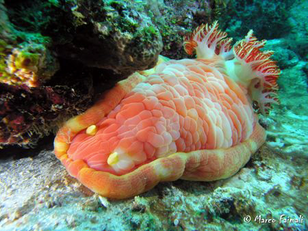 Djibouti giant (Hexabranchus sanguineus) one of the world... by Marco Faimali 