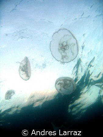 DANCING JELLIES by Andres Larraz 