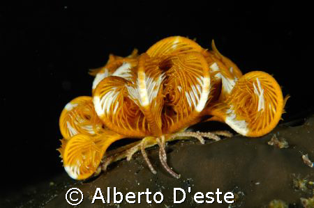 Crinoid in night dive, Nikon D70S, 60mm, 160DS by Alberto D'este 