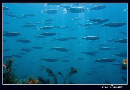 Spawning season 2008, Geneva's lake was extremely clear a... by Sven Tramaux 