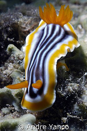 I captured this shot with my Nikon D70s in a Sea&Sea Hous... by Andre Yanco 