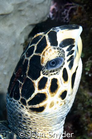 Turtle - eyeing the photographer. Nikon D70 60MM Macro by John Snyder 