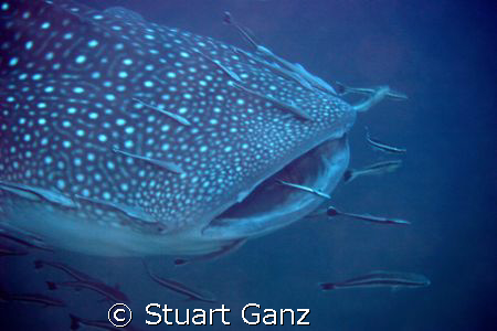 Whaleshark - taken at Richelieu rock last Saturday. by Stuart Ganz 