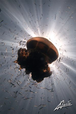I love jelly fish! by Adriano Trapani 
