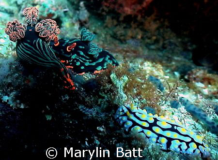 Two very different and beautiful Nudis on the same spot.
... by Marylin Batt 