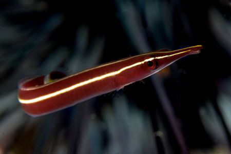 Long-Snout Clingfish hiding in an urchin by Debi Henshaw 