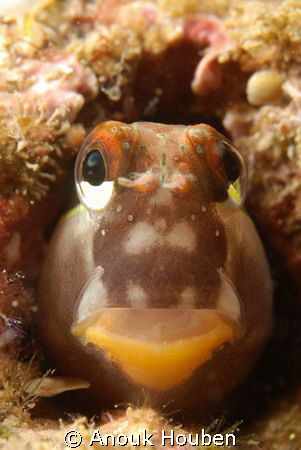 Teardrop blenny close up. Picture taken on the second ree... by Anouk Houben 