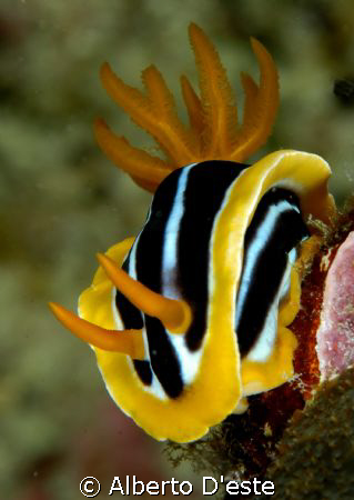Nudibranchia in night dive by Alberto D'este 
