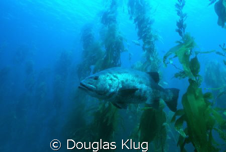Master of the Forest.  A Black Sea Bass (Giant Sea Bass) ... by Douglas Klug 